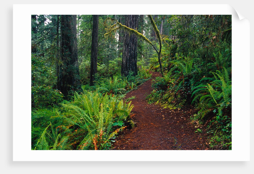 Trail Through Redwood Trees by Anonymous