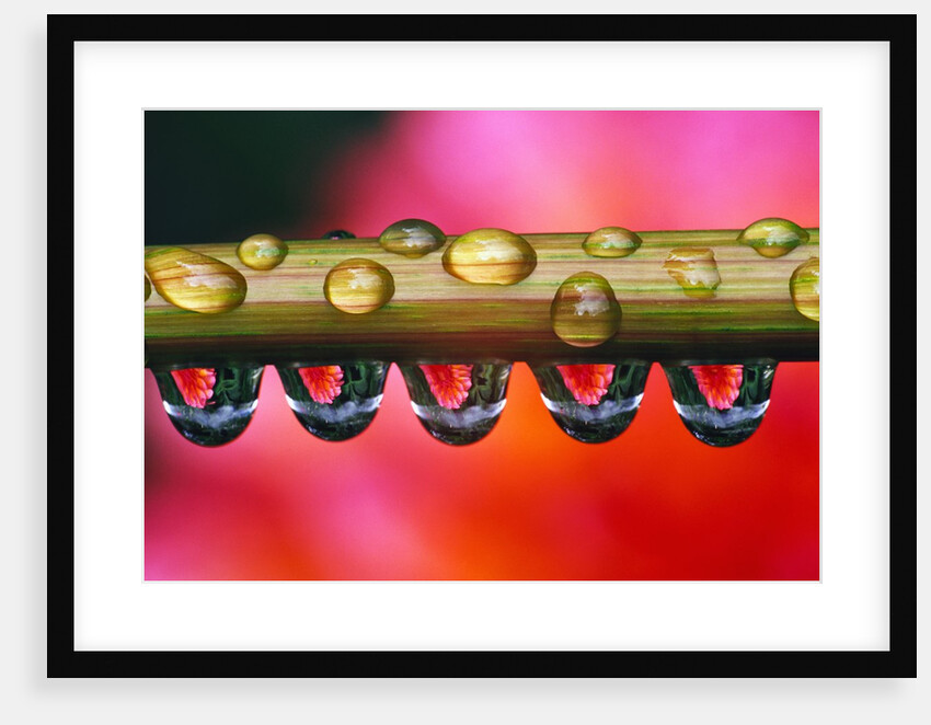 Dahlia Flower Reflected in Dew Drops by Anonymous