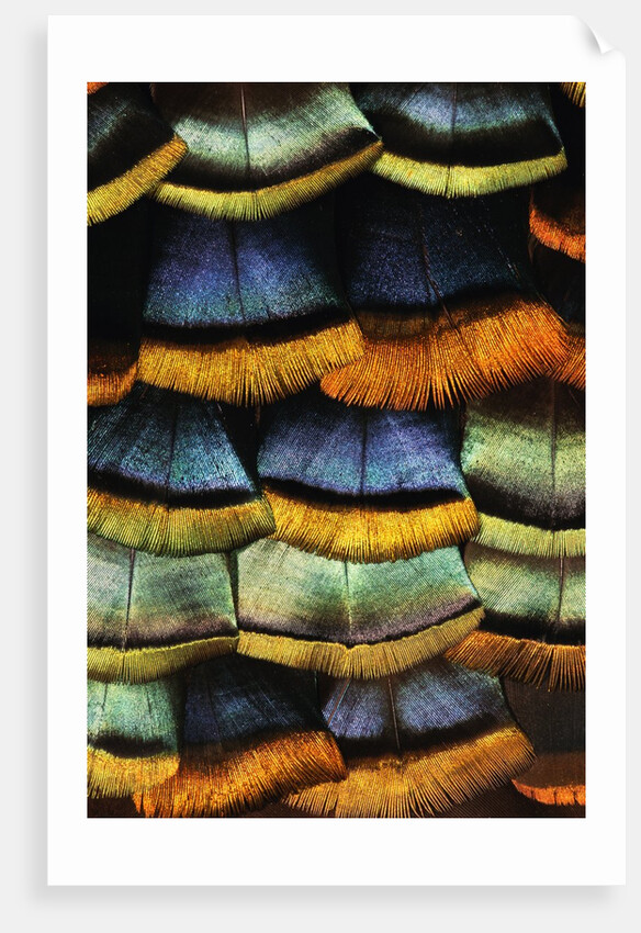 Detail of a Turkey Feather by Anonymous