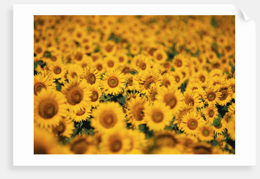 Sunflowers by Anonymous