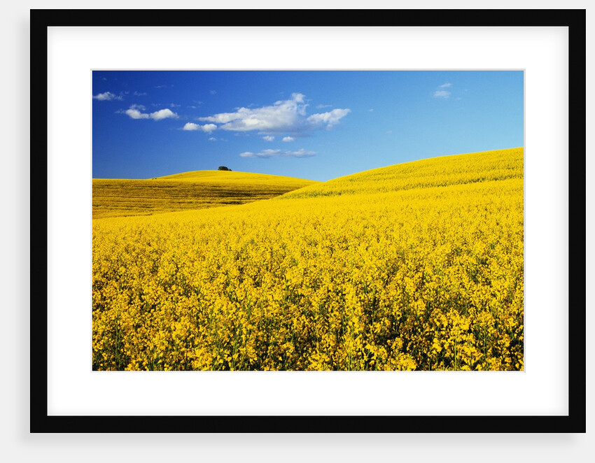 Canola Field in Bloom by Anonymous