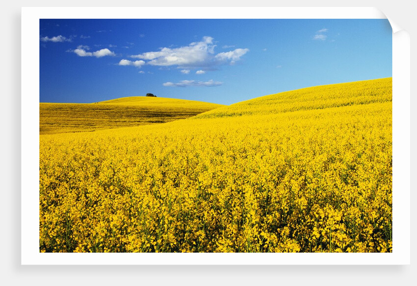 Canola Field in Bloom by Anonymous
