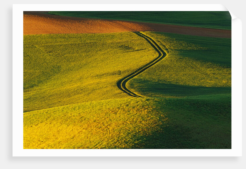 Wheat and Pea Fields by Anonymous