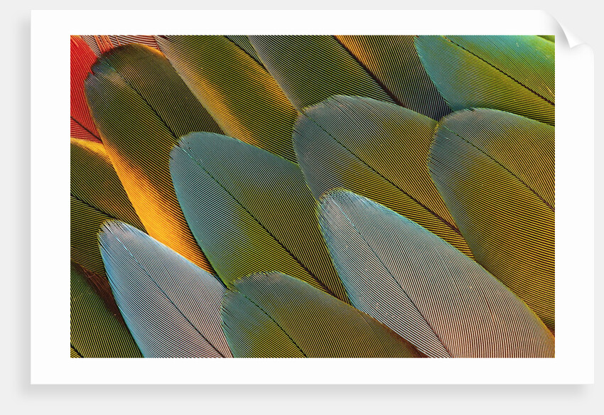 Close-up of Parrot Feathers by Anonymous