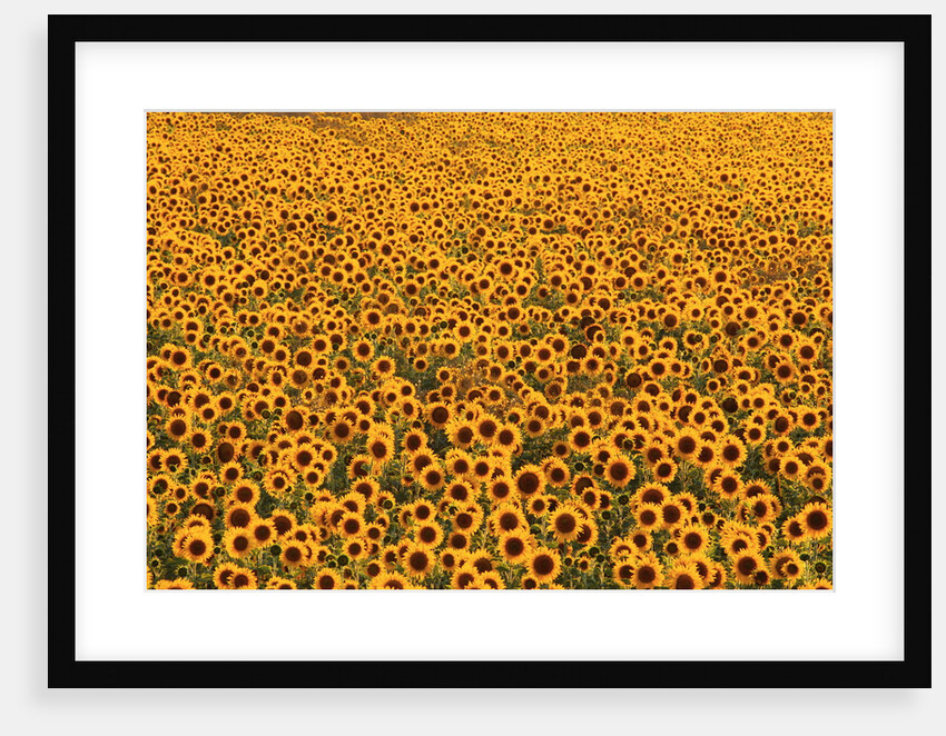 Sunflower Field in Bloom by Anonymous