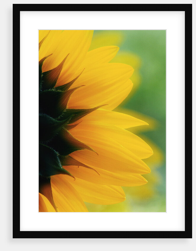 Close-up of Sunflower by Anonymous