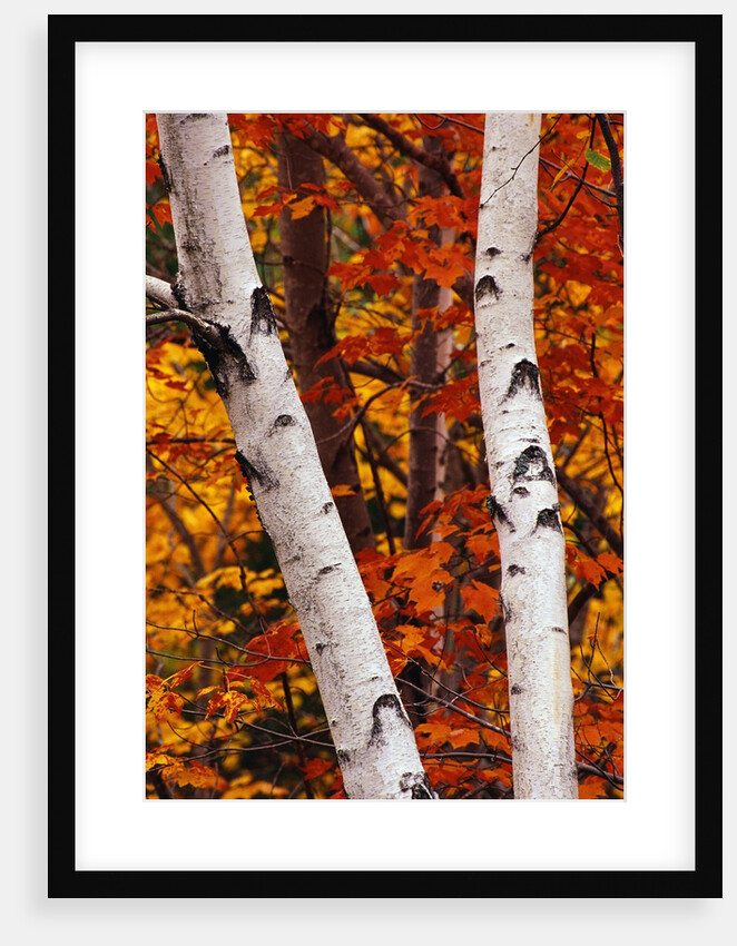Birch and Maple Trees in Autumn by Anonymous