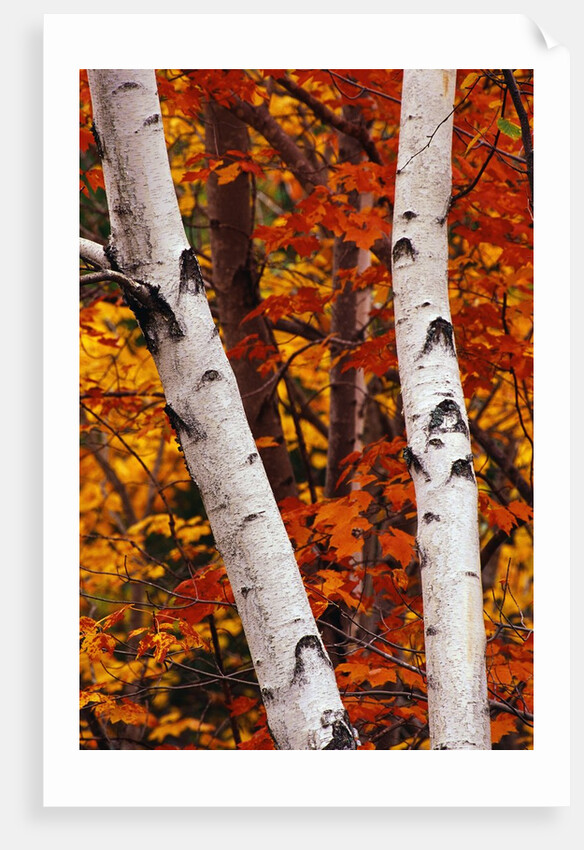 Birch and Maple Trees in Autumn by Anonymous