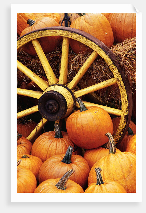 Pumpkins on Display by Anonymous