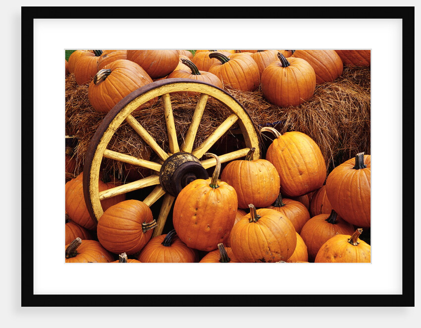 Pumpkins on Display by Anonymous