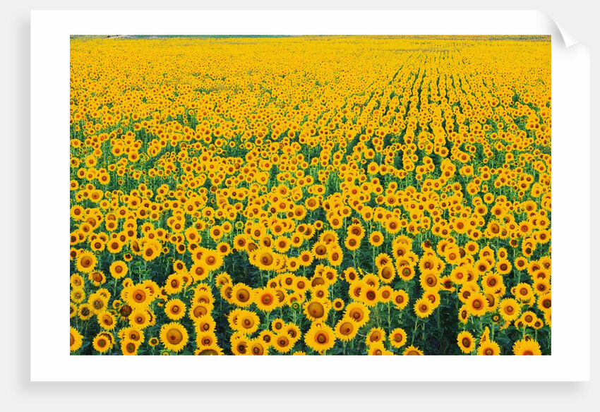Field of Sunflowers by Anonymous