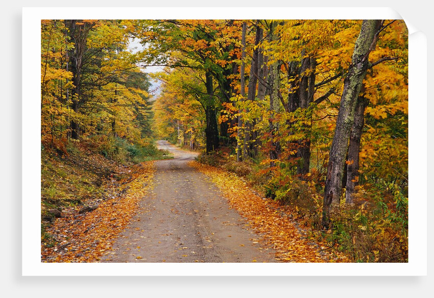 New England Road in Autumn by Anonymous