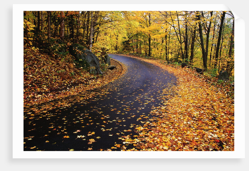 Autumn Leaves on a Curved Road by Anonymous