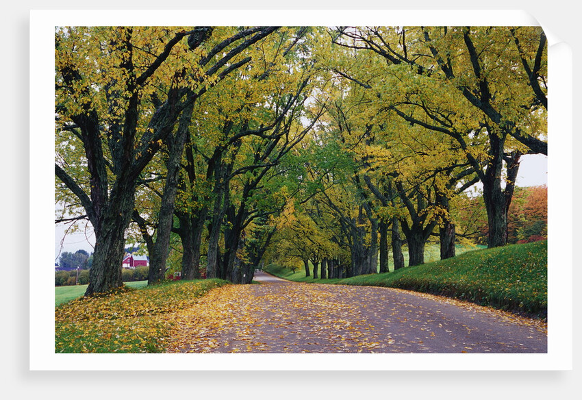 Rural Road in Autumn by Anonymous