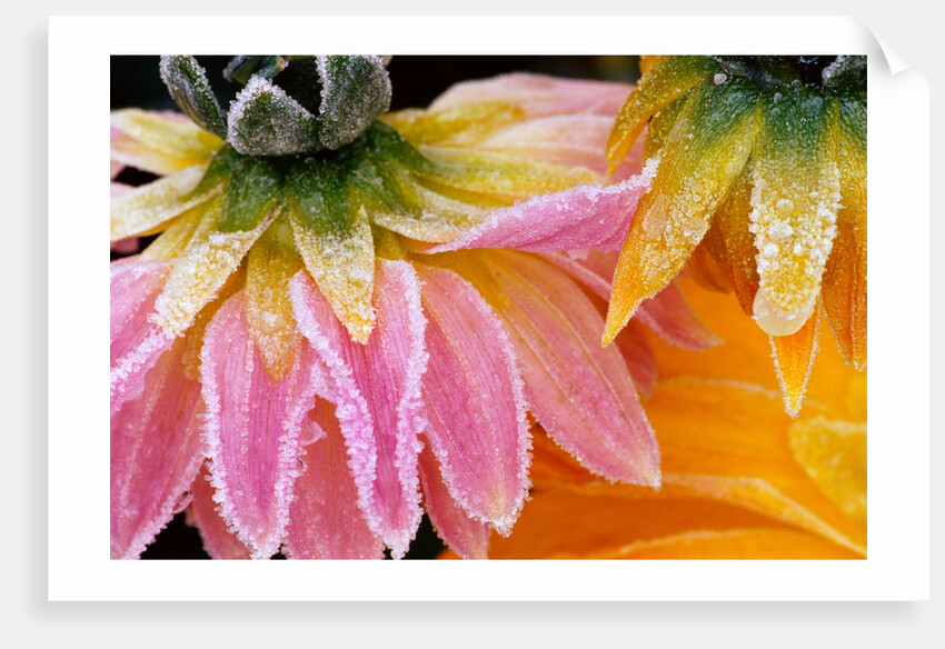 Frost on Dahlia Petals by Anonymous
