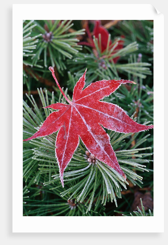 Frost on Japanese Maple Leaf and Pine Needles by Anonymous
