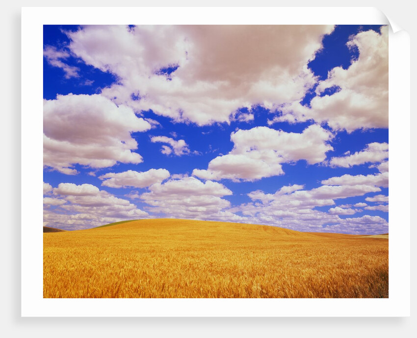 White Clouds Over Wheat Field by Anonymous