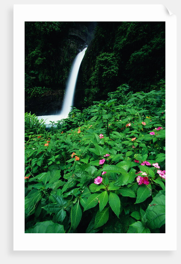 La Paz Waterfall and Blooming Impatiens by Anonymous