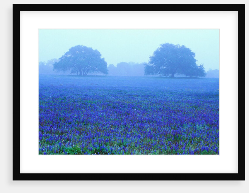 Field of Bluebonnets by Anonymous