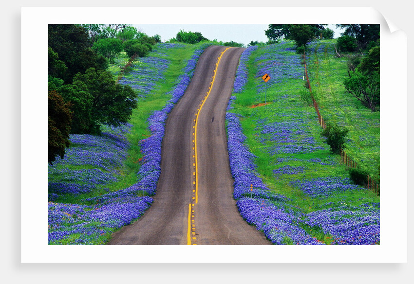 Bluebonnets Along a Highway by Anonymous
