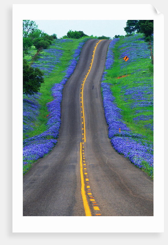 Bluebonnets Along a Highway by Anonymous