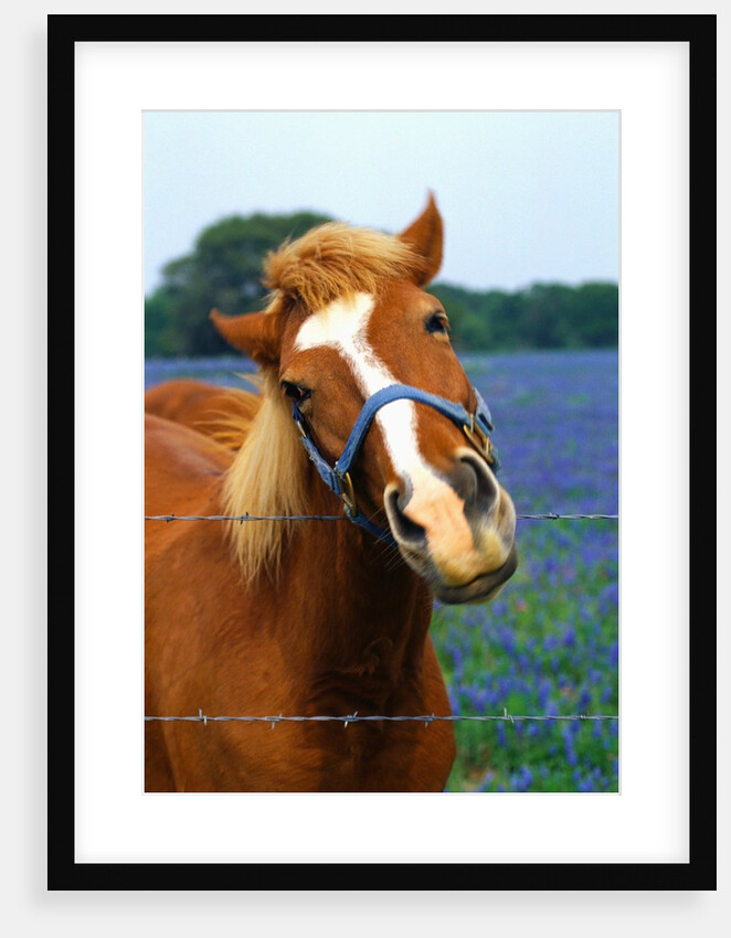 Horse Portrait by Anonymous