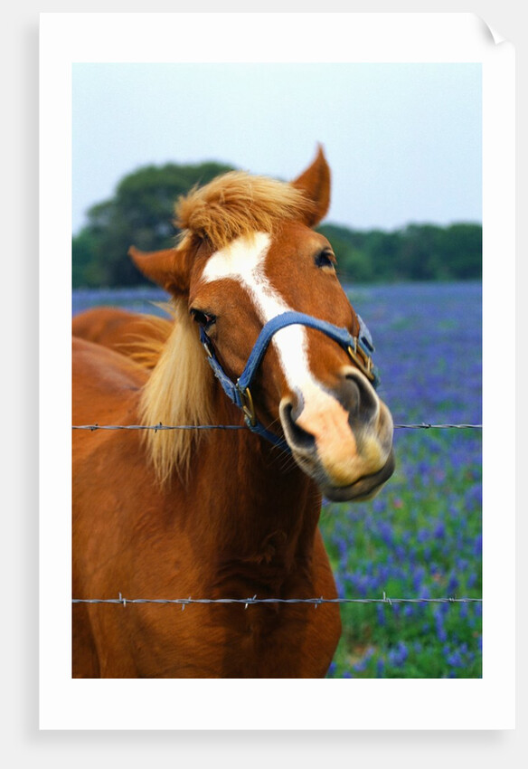 Horse Portrait by Anonymous