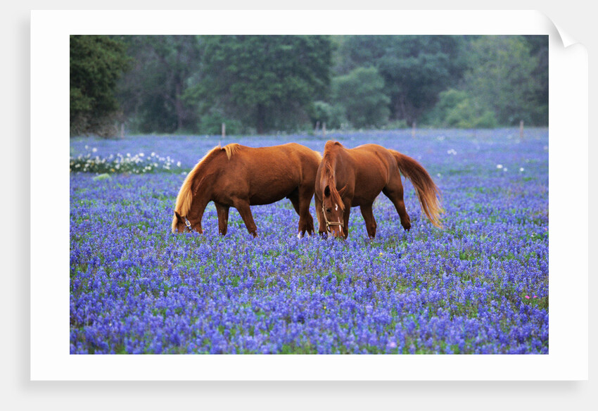 Horses Grazing Among Bluebonnets by Anonymous