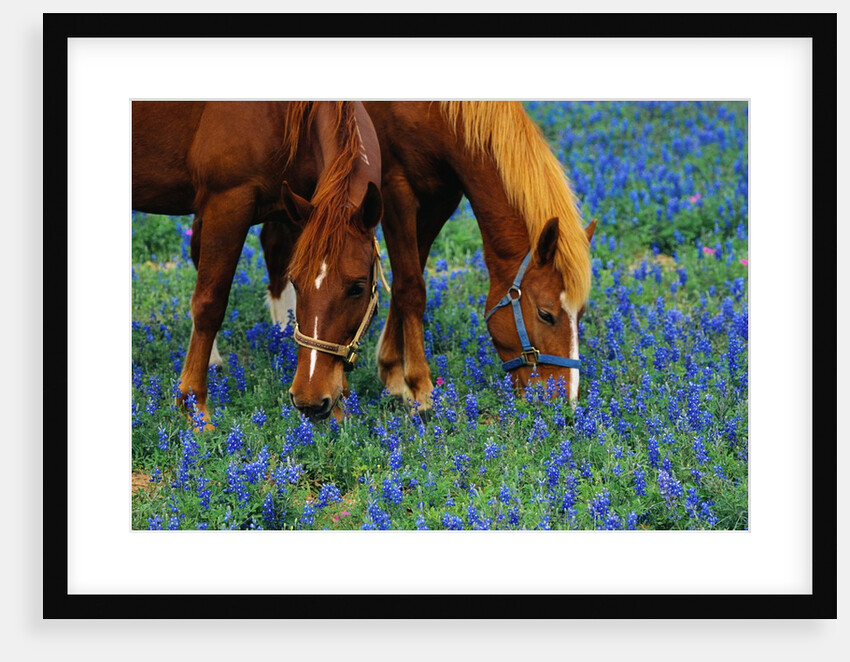 Horses Grazing Among Bluebonnets by Anonymous