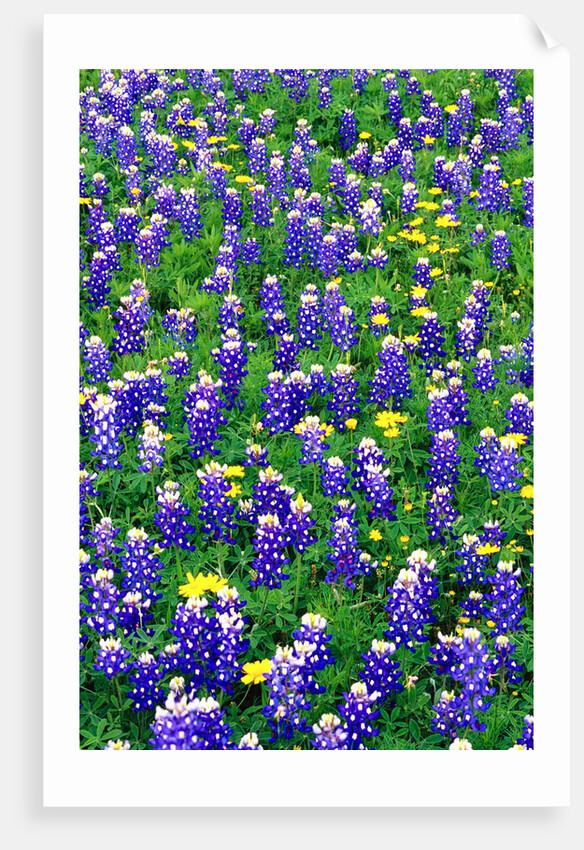 Bluebonnets and Flax by Anonymous