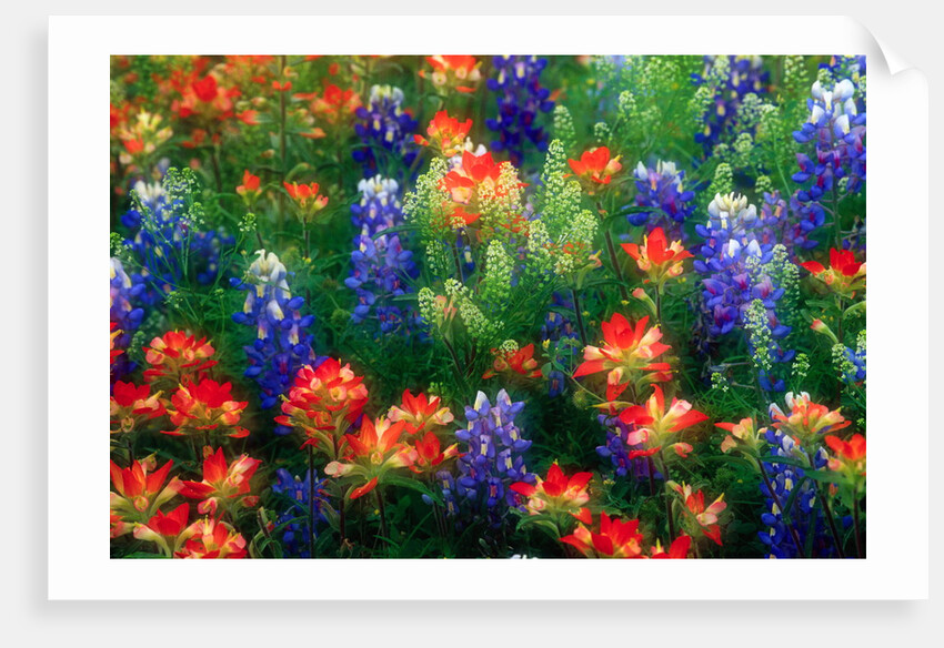 Bluebonnets and Paint Brush by Anonymous