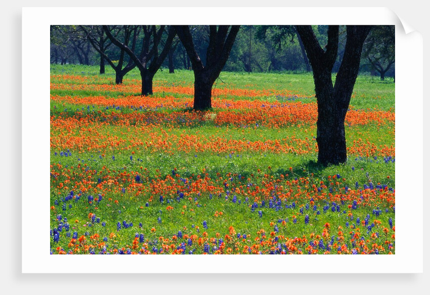 Field of Bluebonnets and Indian Paintbrush by Anonymous