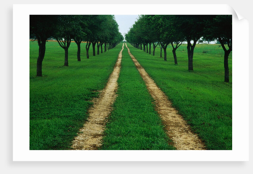 Rural Road Leading Through Trees by Anonymous