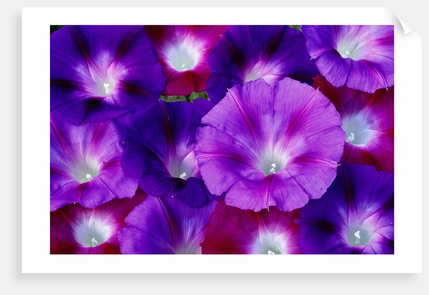 Detail of Morning Glory Flowers by Anonymous
