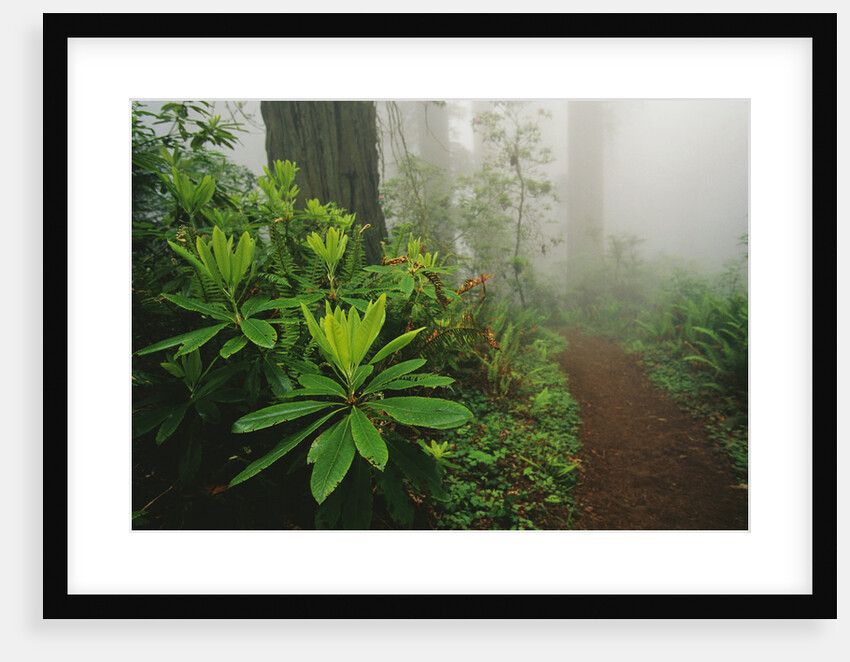 Rhododendrons and Forest Trail by Anonymous