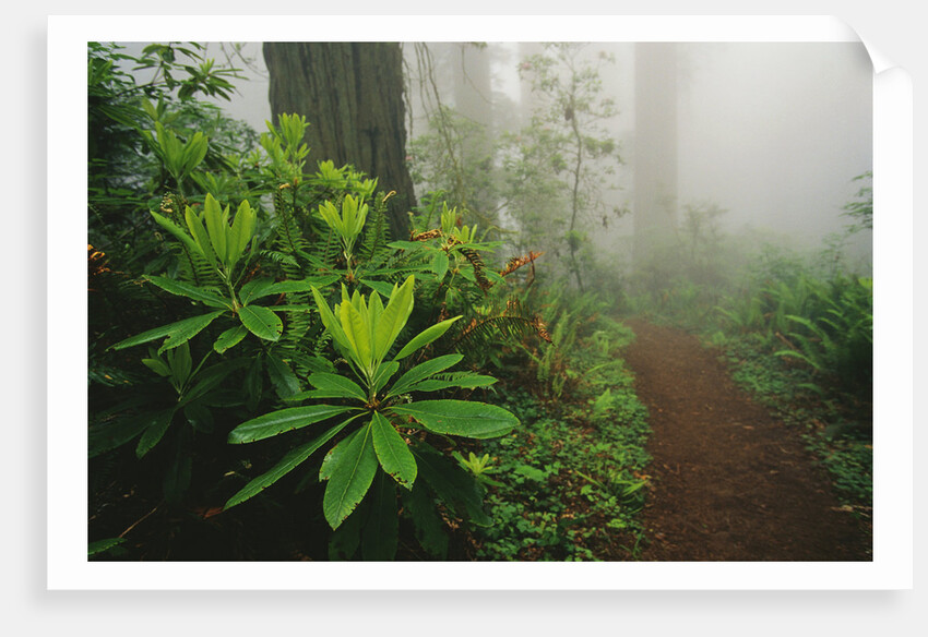 Rhododendrons and Forest Trail by Anonymous
