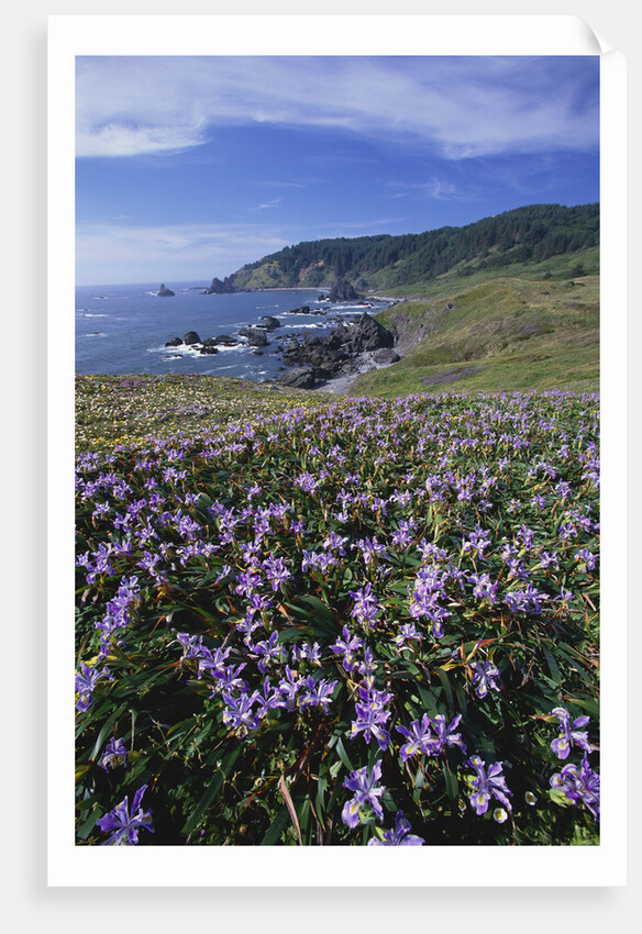 Oregon Coast and Douglas Iris by Anonymous