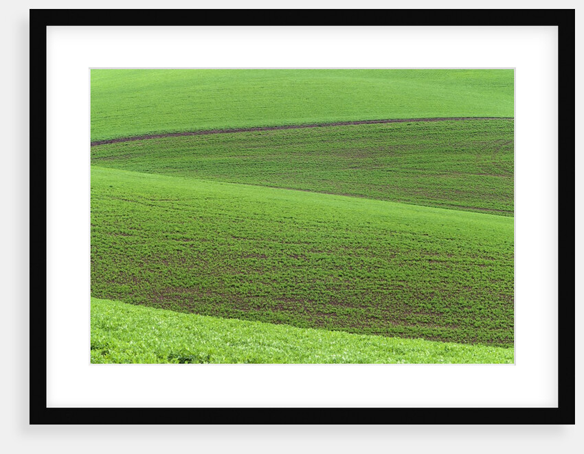 Pea Fields by Anonymous