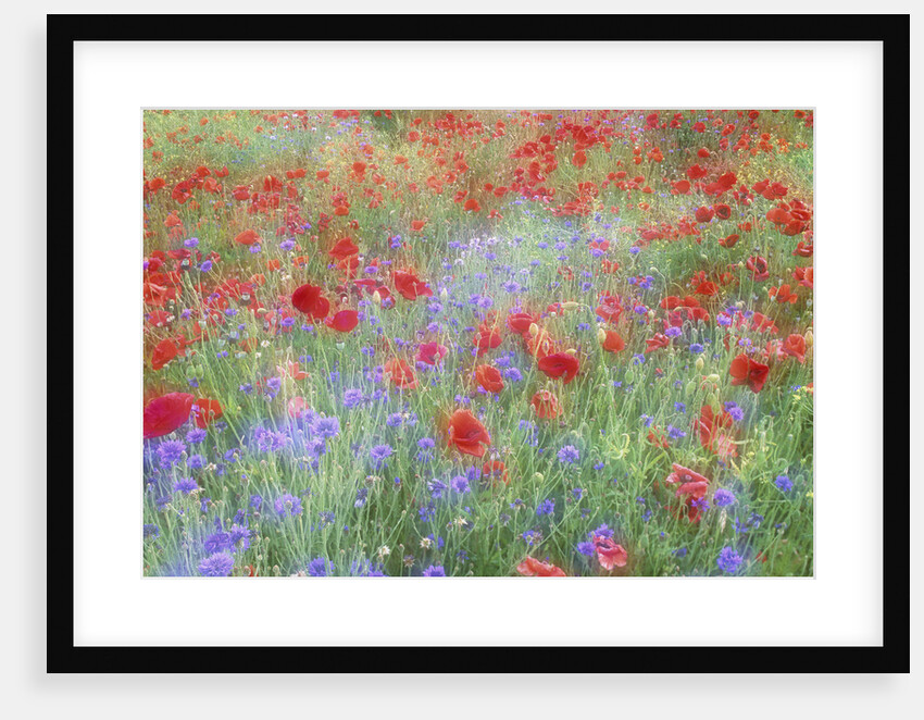Field of Red Poppies and Bachelor Buttons by Anonymous