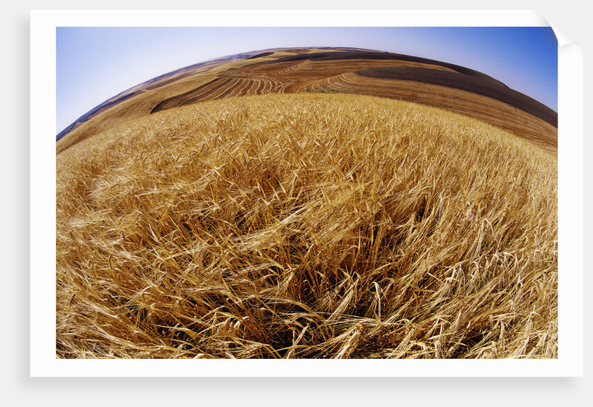 Barley at Harvest Time near Dusty, Eastern Washington. by Anonymous