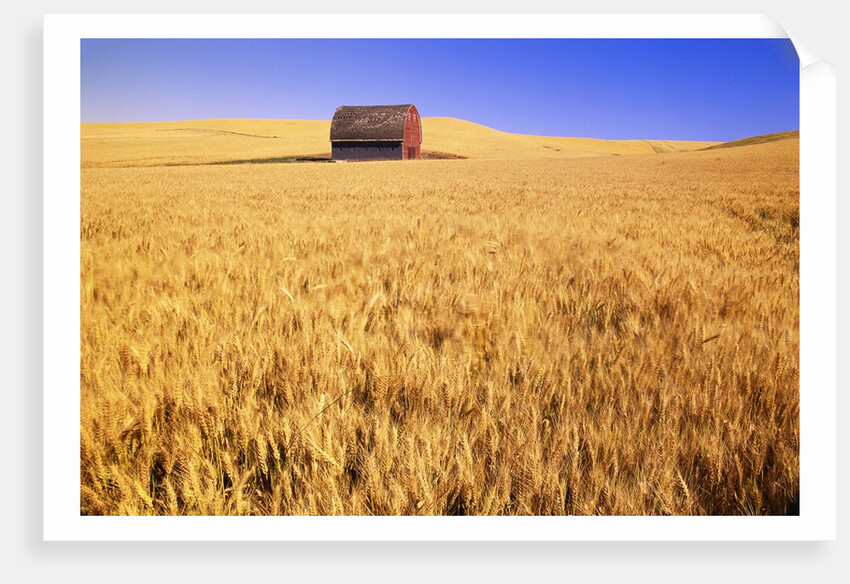 Old Barn in Wheat Field, Eastern Washington by Anonymous