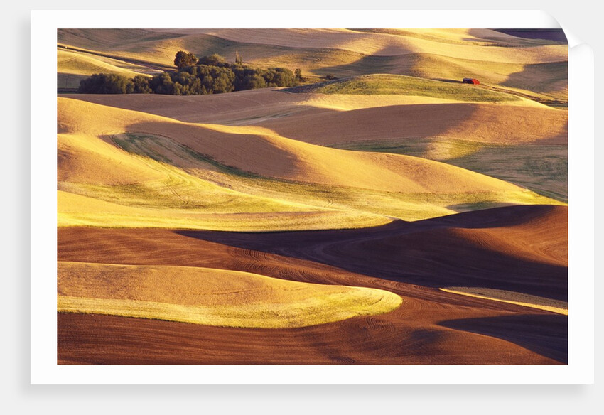 Rolling Wheat and Fallow Fields by Anonymous