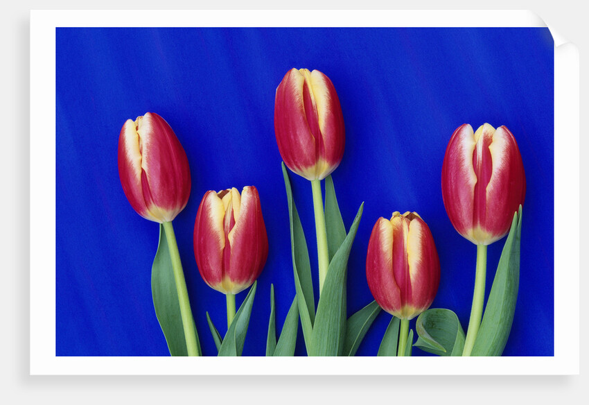 Tulips with Blue Backdrop by Anonymous