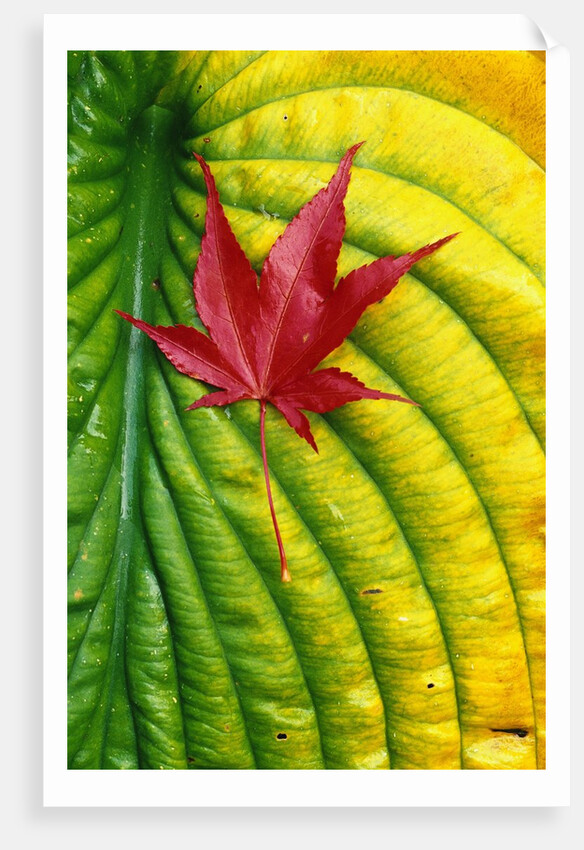 Japanese Maple Leaf on a Hosta Leaf by Anonymous