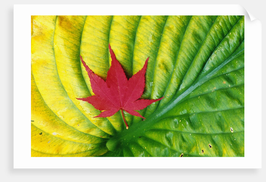 Japanese Maple Leaf on a Hosta Leaf by Anonymous