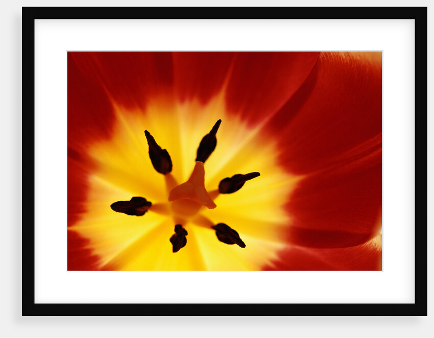 Red and Yellow Tulip Close-Up by Anonymous