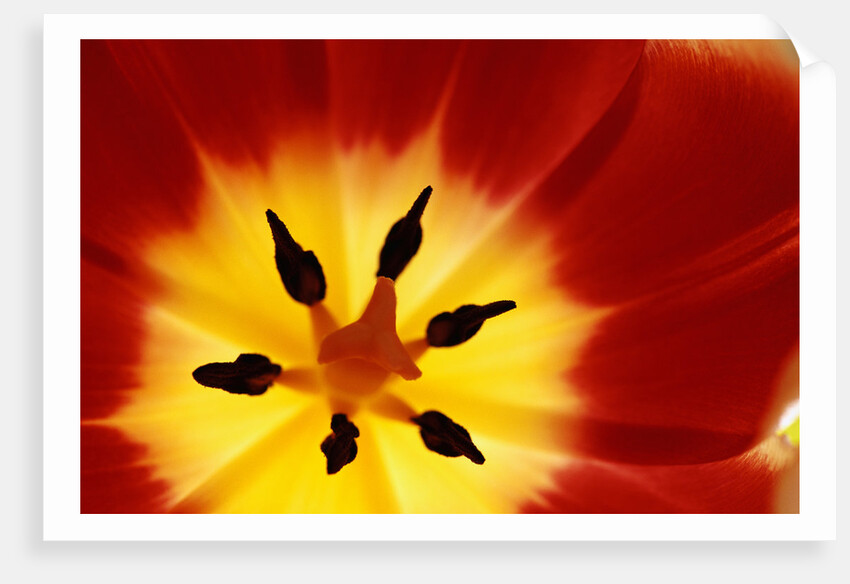 Red and Yellow Tulip Close-Up by Anonymous
