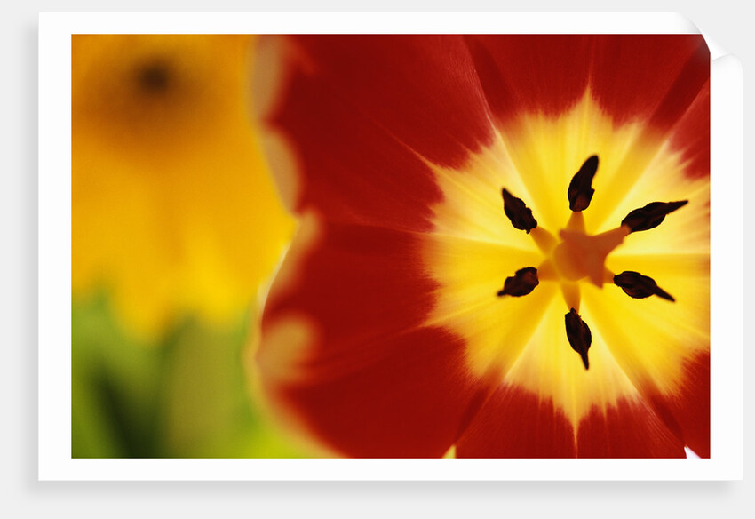 Red and Yellow Tulip Close-Up by Anonymous