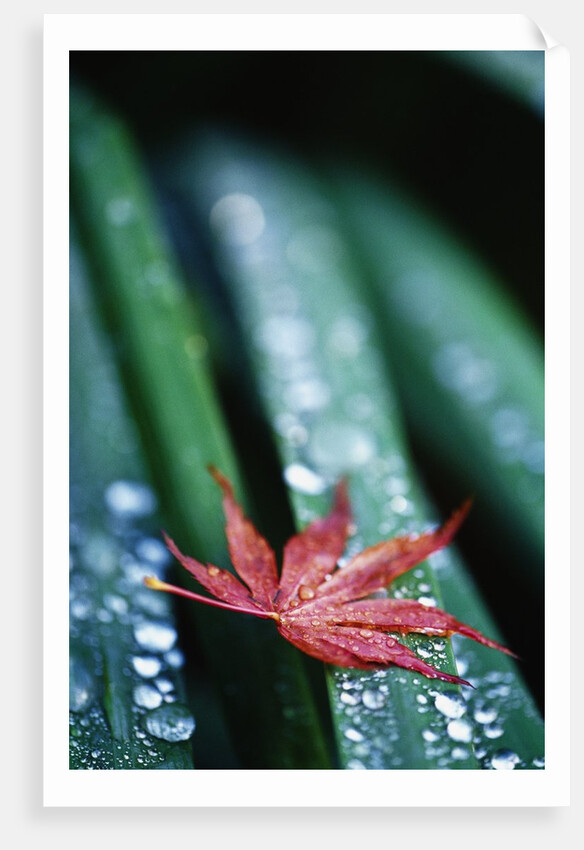 Dew Drops on Japanese Maple Leaf by Anonymous