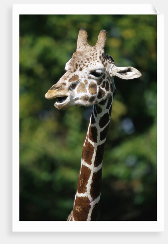 Reticulated Giraffe at Detroit Zoo by Anonymous